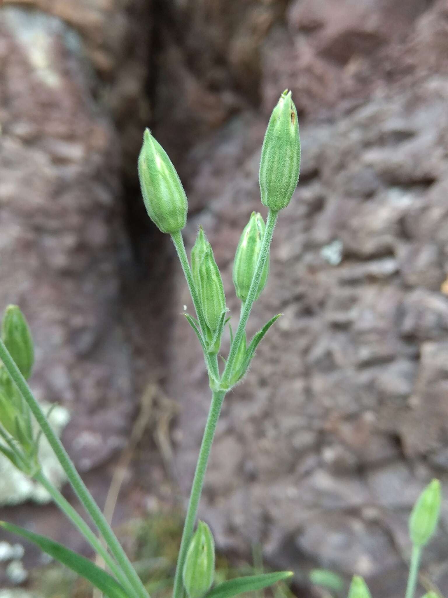 Imagem de Silene aprica Turcz. ex Fisch. & C. A. Mey.