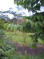 Image of false rubber tree