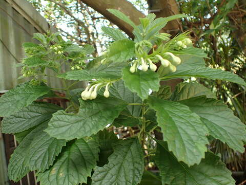 Image of Clerodendrum calamitosum L.