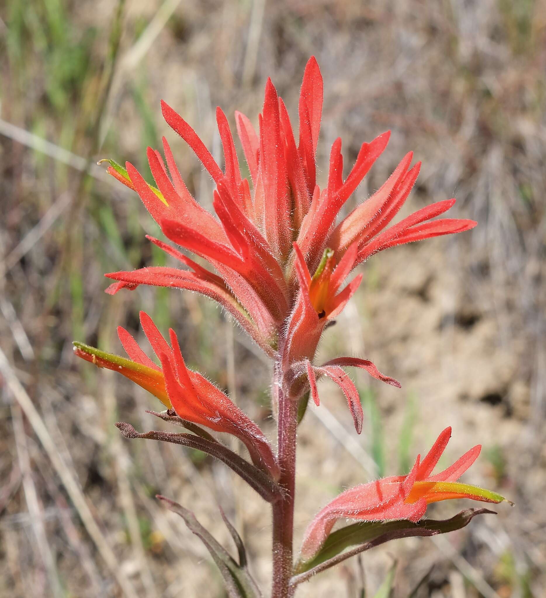 Image of longleaf Indian paintbrush