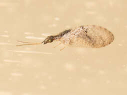 Image of Barber's brown lacewing