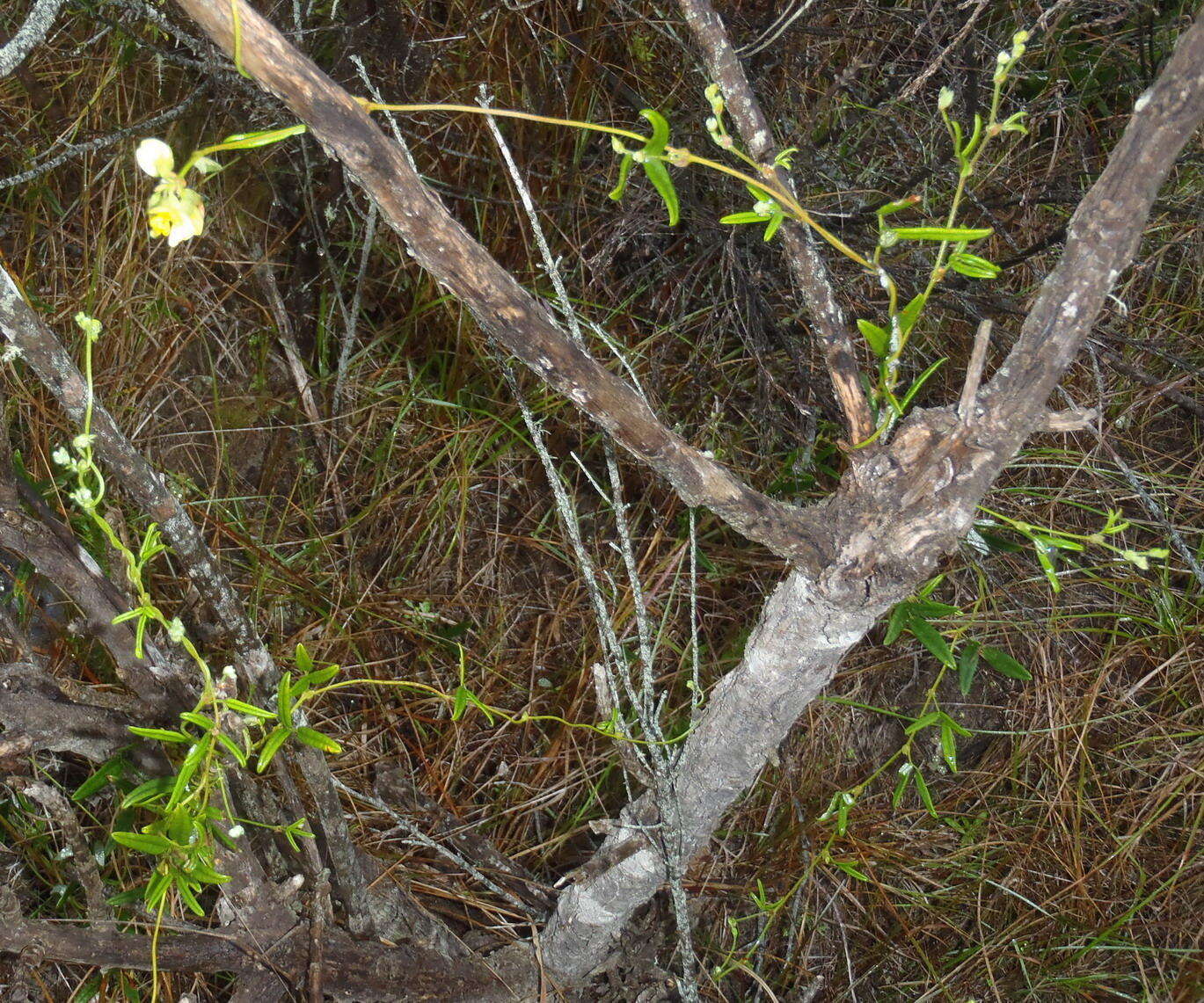 Image of Rhynchosia leucoscias Harv.