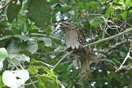 Image of Large Frogmouth