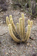 Imagem de Echinopsis camarguensis (Cárdenas) H. Friedrich & G. D. Rowley