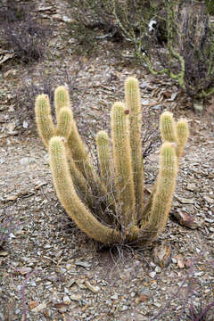 Echinopsis camarguensis (Cárdenas) H. Friedrich & G. D. Rowley的圖片