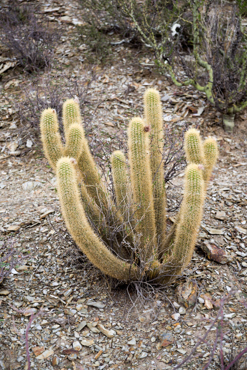 Imagem de Echinopsis camarguensis (Cárdenas) H. Friedrich & G. D. Rowley