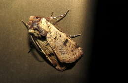 Image of Agrotis porphyricollis Guenée 1852