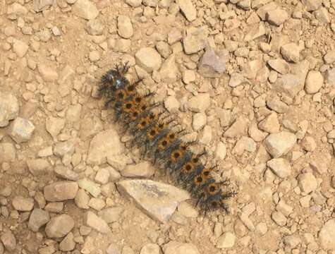 Image of Western Sheepmoth