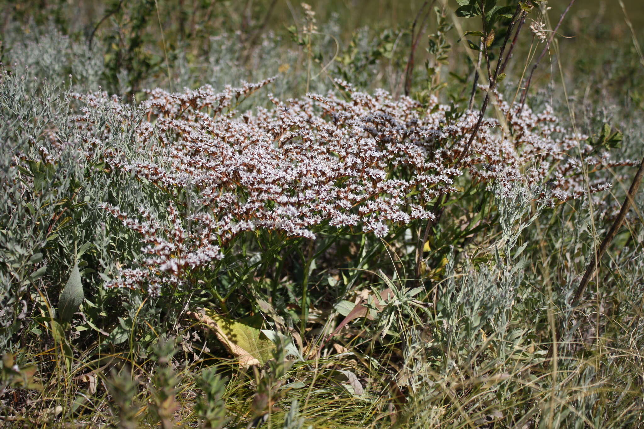 Image de Goniolimon tataricum (L.) Boiss.