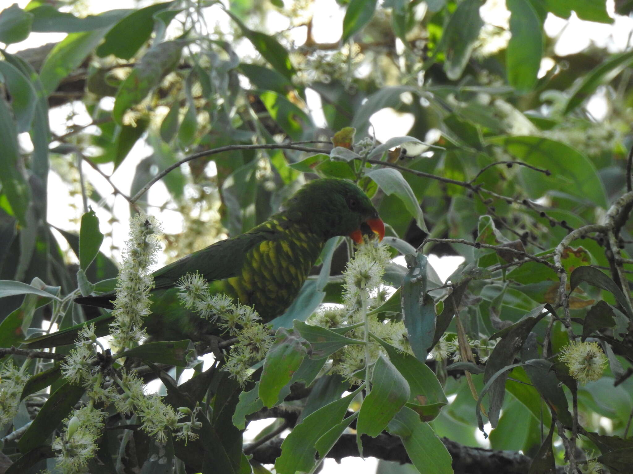 صورة Trichoglossus chlorolepidotus (Kuhl 1820)