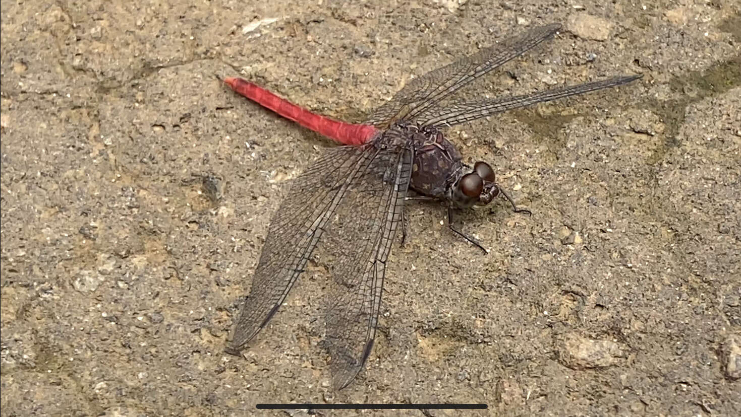 Image of Red Rock-dweller