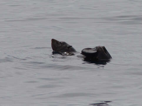 Image of Guadalupe Fur Seal