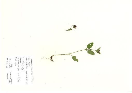 Image of common selfheal