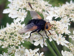 Image de Tachina grossa (Linnaeus 1758)