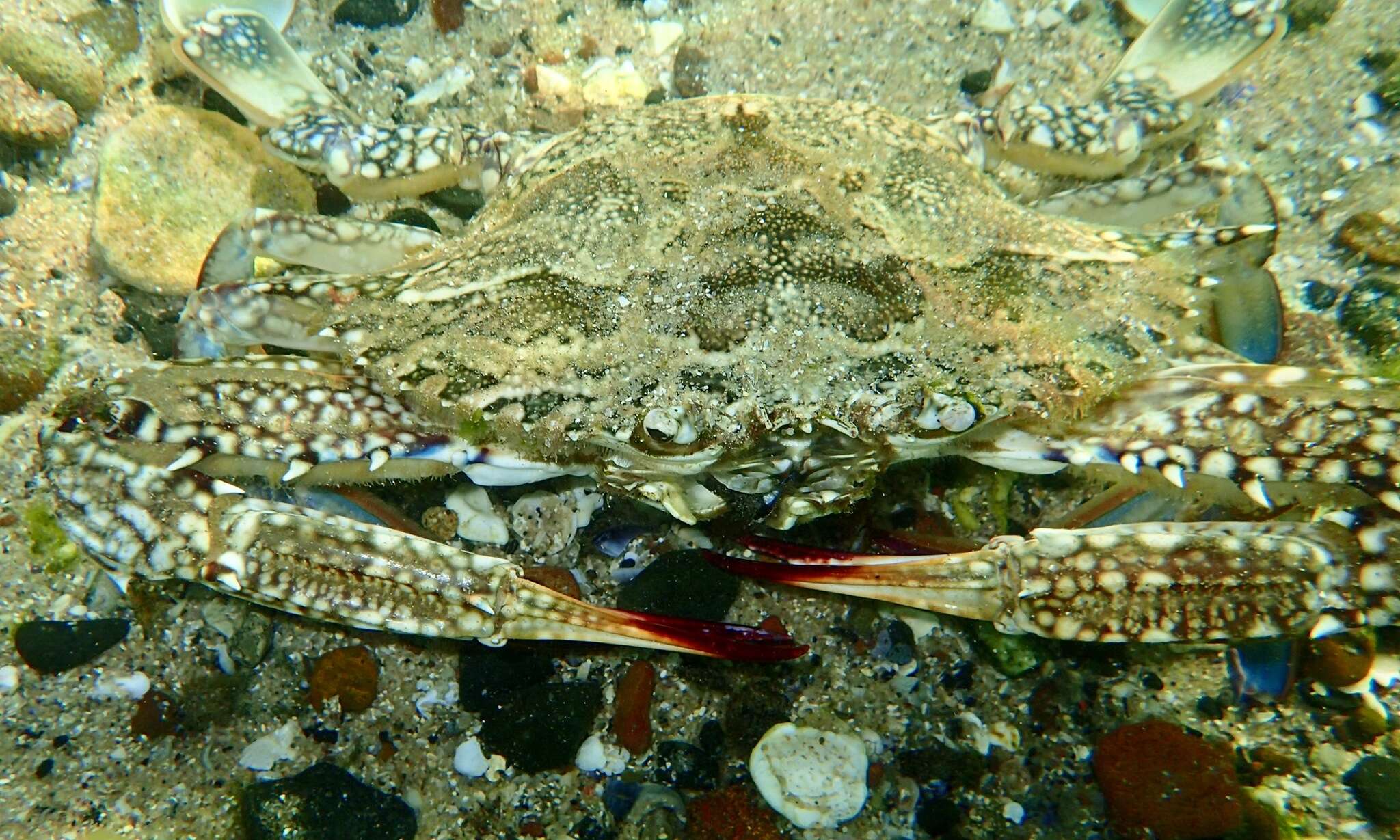 Image of Blue swimmer crab