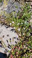 Image of spinster's blue eyed Mary