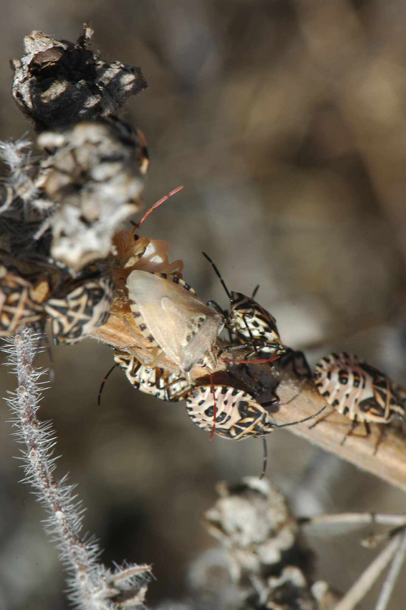 Image of Codophila