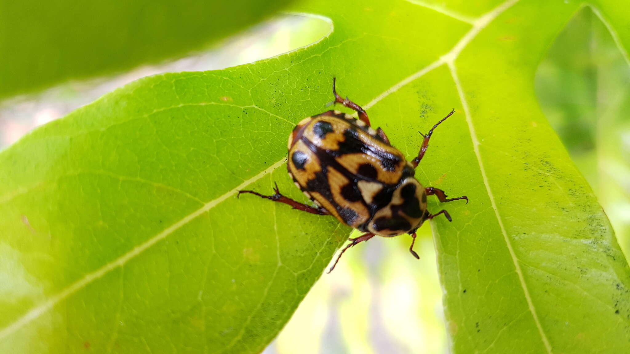 Image of Lyraphora obliquata (Westwood 1842)