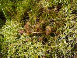 Image of Common Sundew