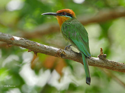 Image of Böhm's Bee-eater