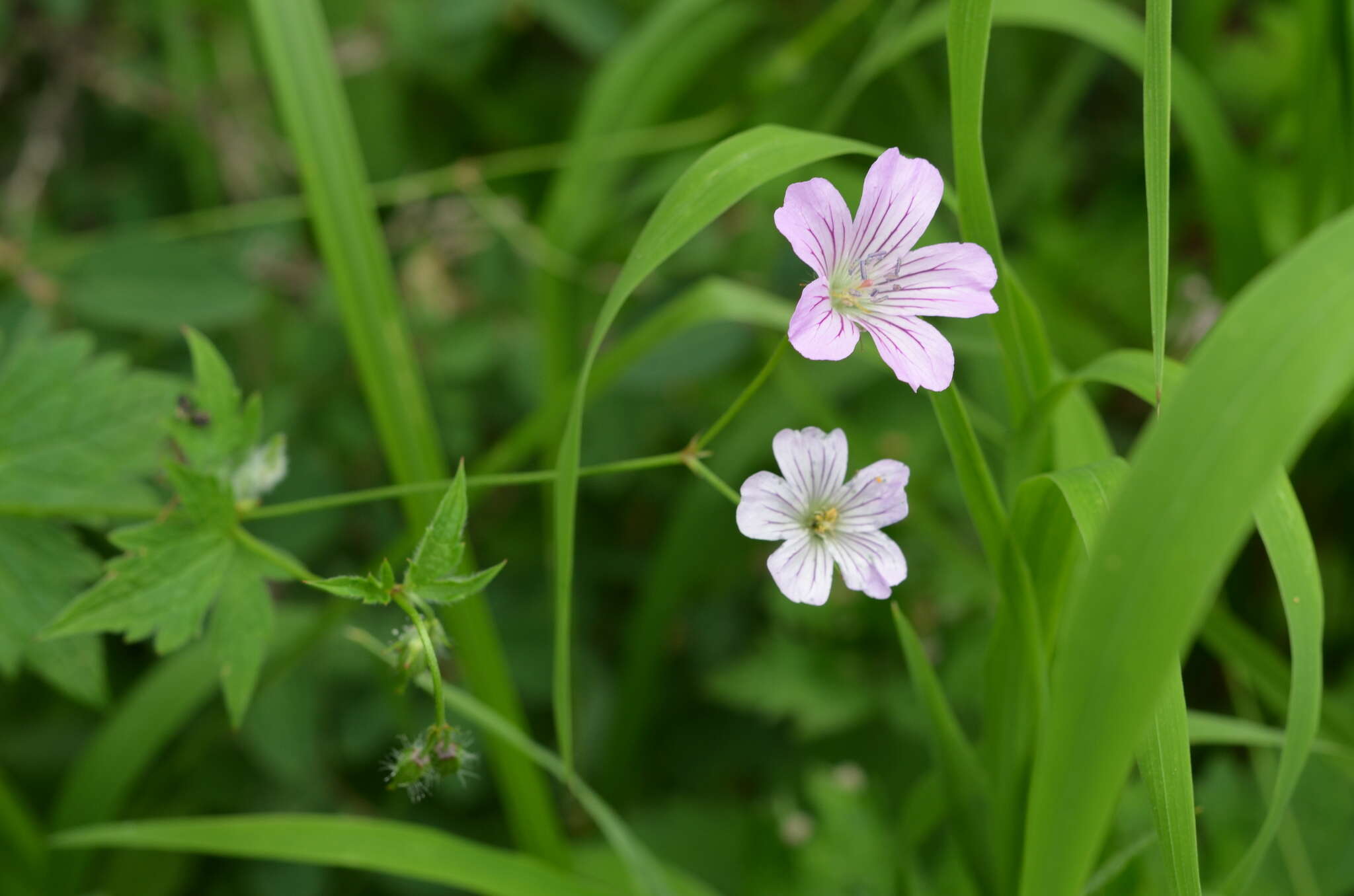 Sivun Geranium rectum Trautv. kuva