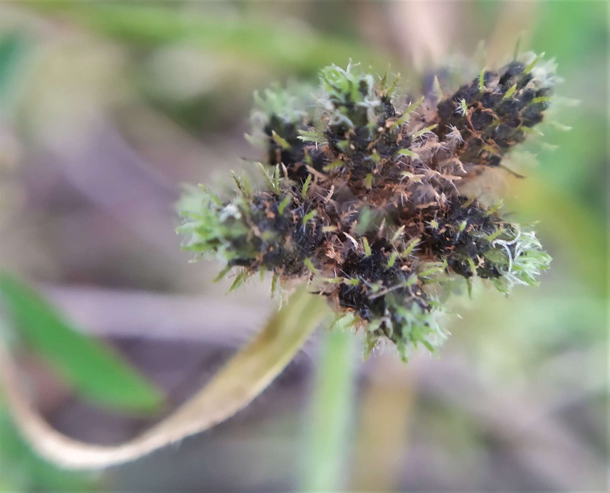 Image of Fuirena ciliaris (L.) Roxb.