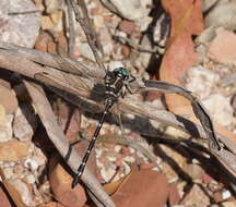 Image of Eusynthemis guttata (Selys 1871)