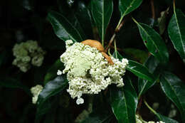 Image of Hydrangea integrifolia Hayata