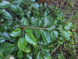 Plancia ëd Apodytes dimidiata subsp. dimidiata