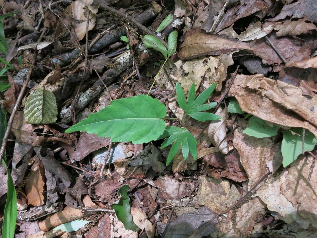 Image of American Basswood