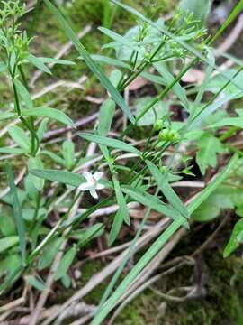 Image of Canadian summer bluet