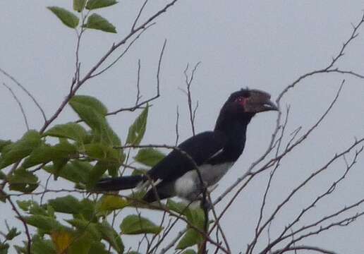 Image of Trumpeter Hornbill