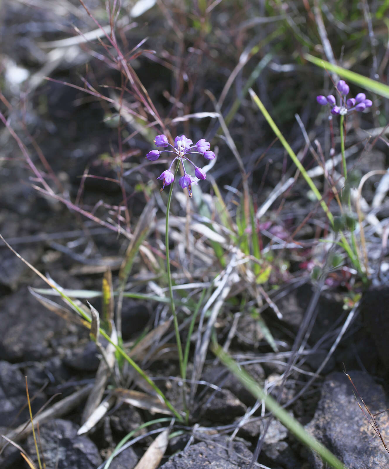 Image of Allium thunbergii G. Don