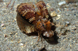 Image of Bandtail sea-robin