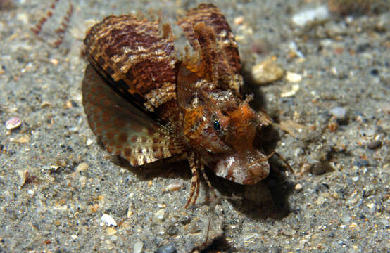 Image of Bandtail sea-robin