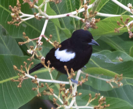 Image of White-shouldered Tanager