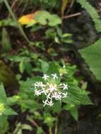 Image of Crusea longiflora (Roem. & Schult.) W. R. Anderson