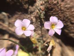 Sivun Oxalis punctata L. fil. kuva