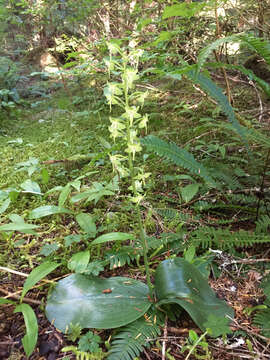 Platanthera orbiculata (Pursh) Lindl. resmi