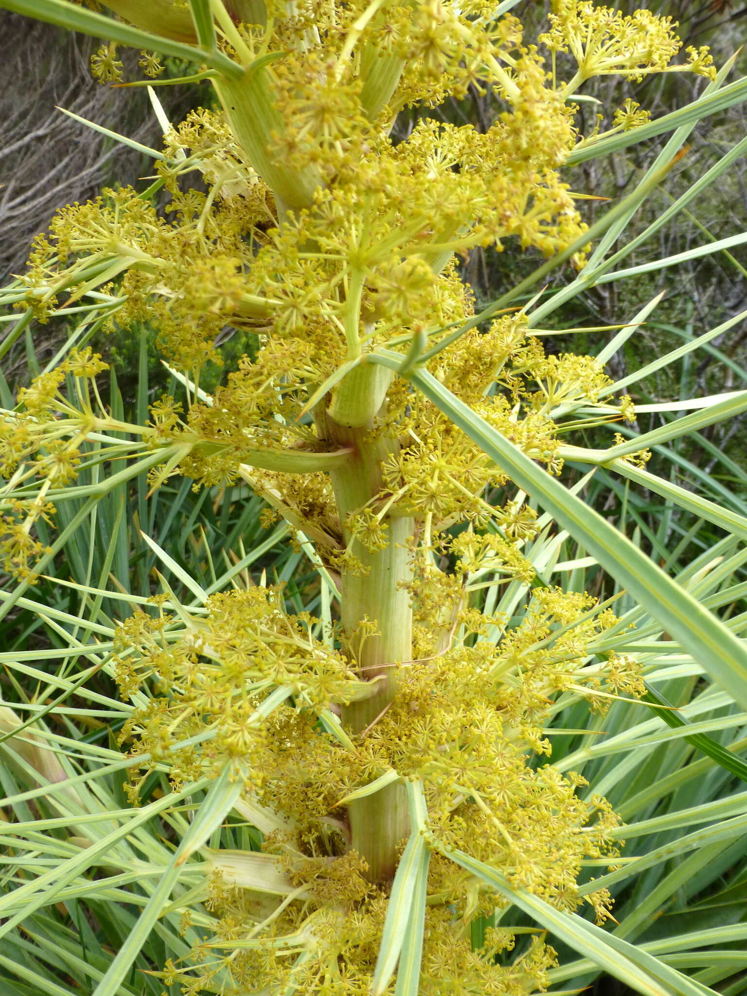 Image of Aciphylla scott-thomsonii Cockayne & Allan