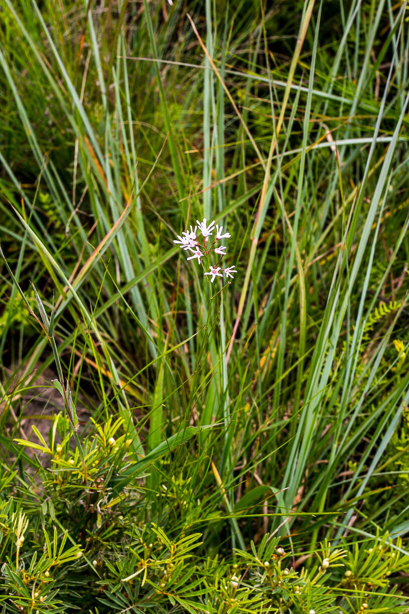 Image of Ceropegia rubella (E. Mey.) Bruyns