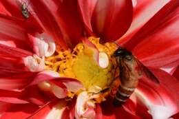 Image of Giant honey bee