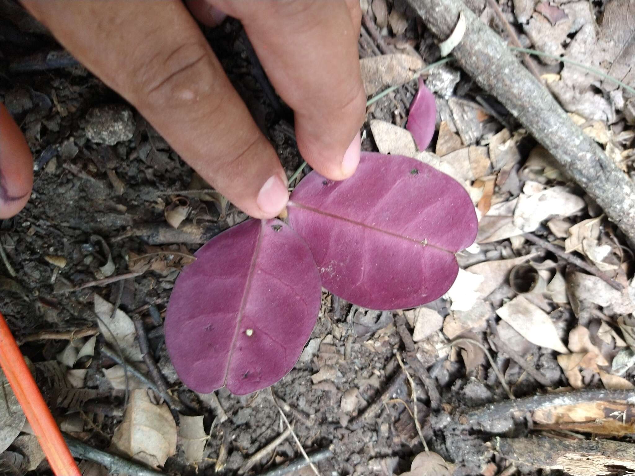 Image of Echites turrigera R. E. Woodson