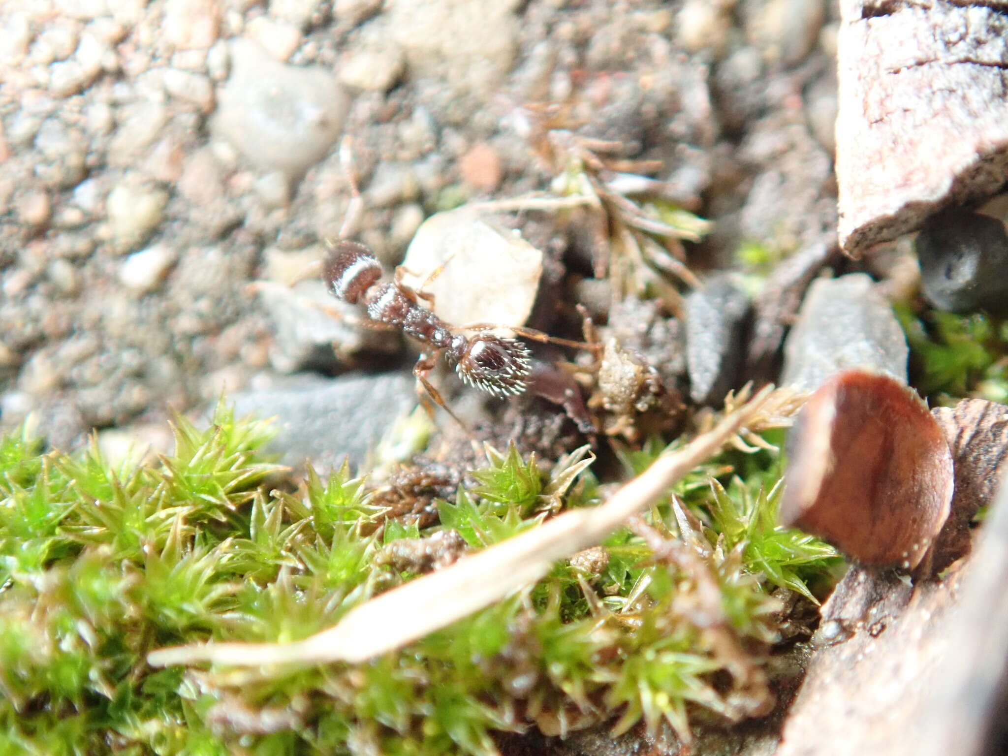 Image of Pavement ant