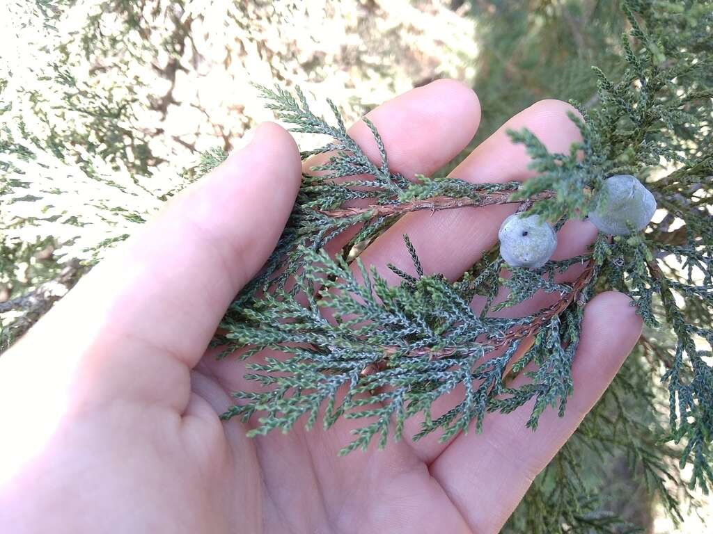 Image of Crimean Juniper