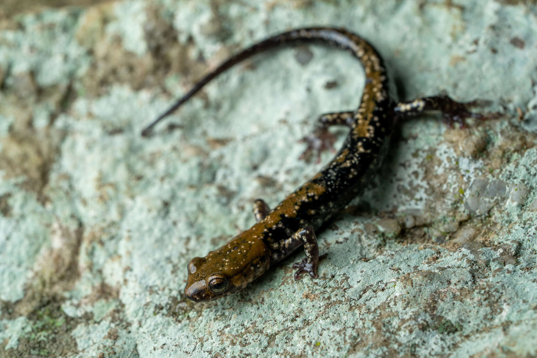 Image of Plethodon petraeus Wynn, Highton & Jacobs 1988