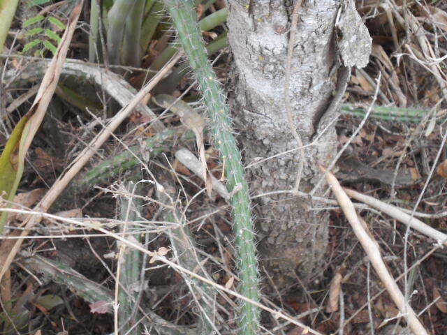 صورة Praecereus euchlorus (F. A. C. Weber ex K. Schum.) N. P. Taylor