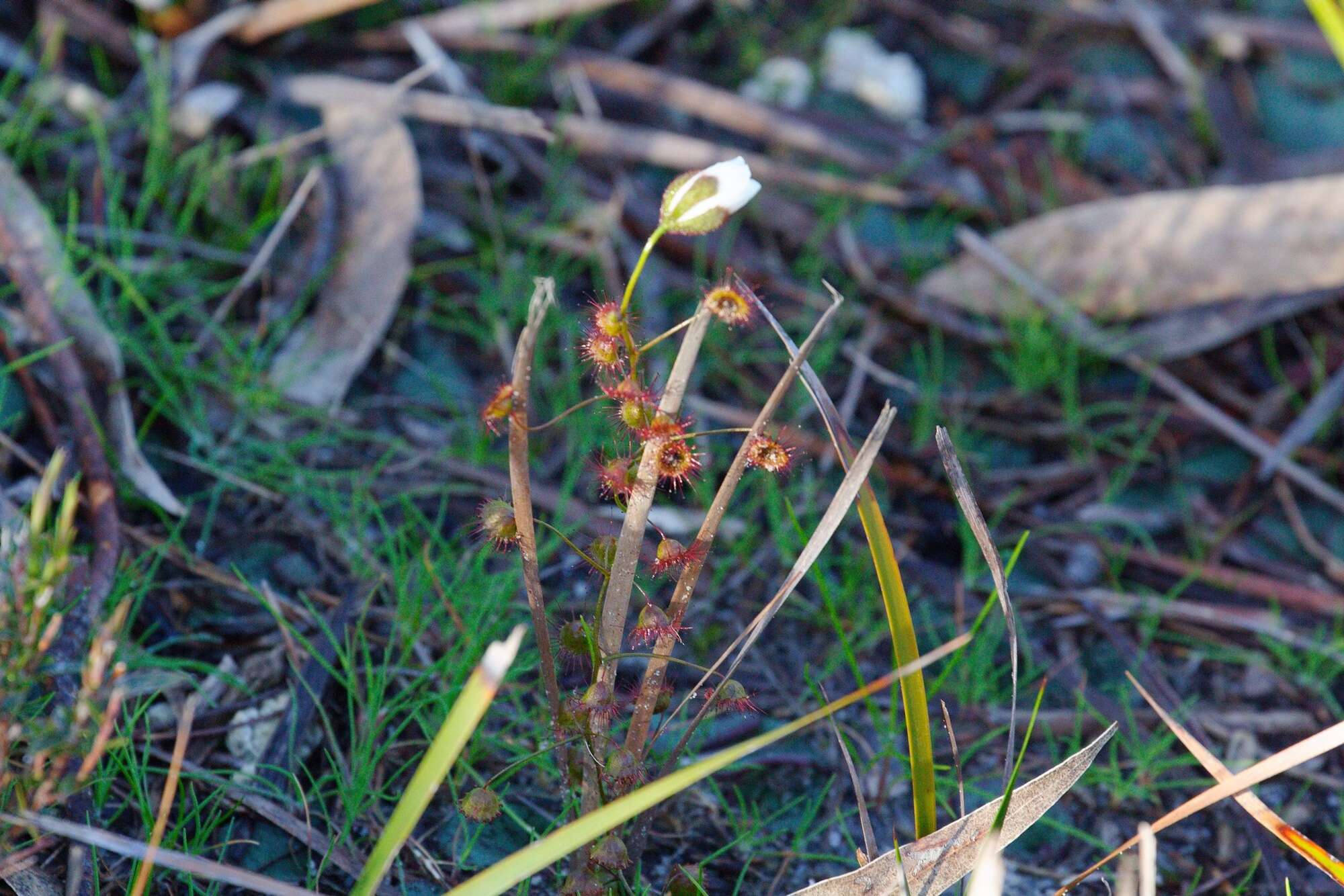 Image of Drosera macrantha Endl.