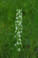 Image of Platanthera mixta Efimov