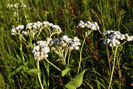 Image of American feverfew